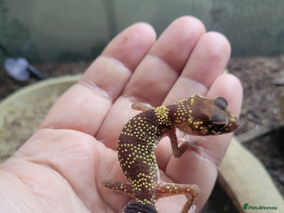 Gecko reptiles Underwoodisaurus milii - Advert 1