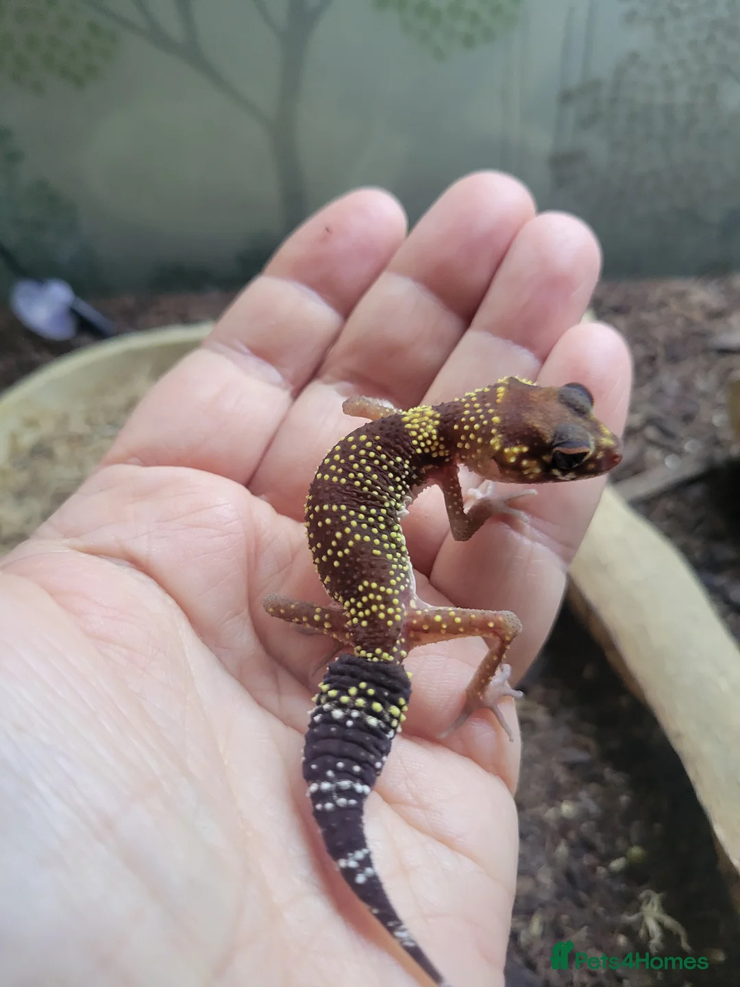 Gecko reptiles for sale: Underwoodisaurus milii - Advert 1