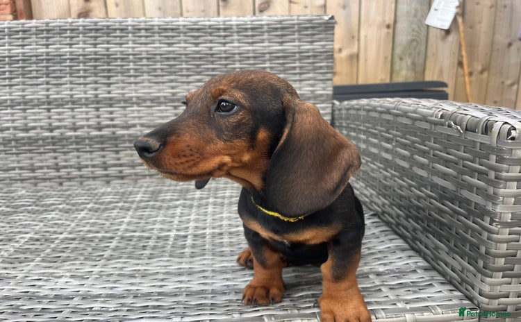 Dachshund dogs - Advert 5