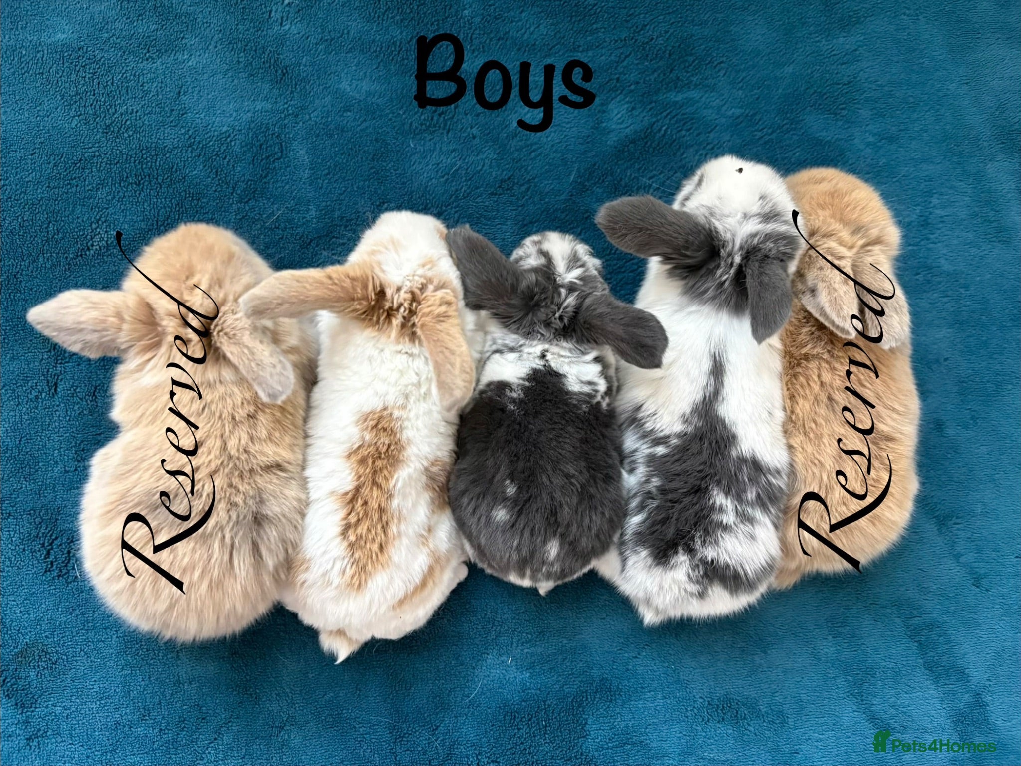 Mini Lop rabbits Baby Mini Lops Ready 17/09 - Advert 1