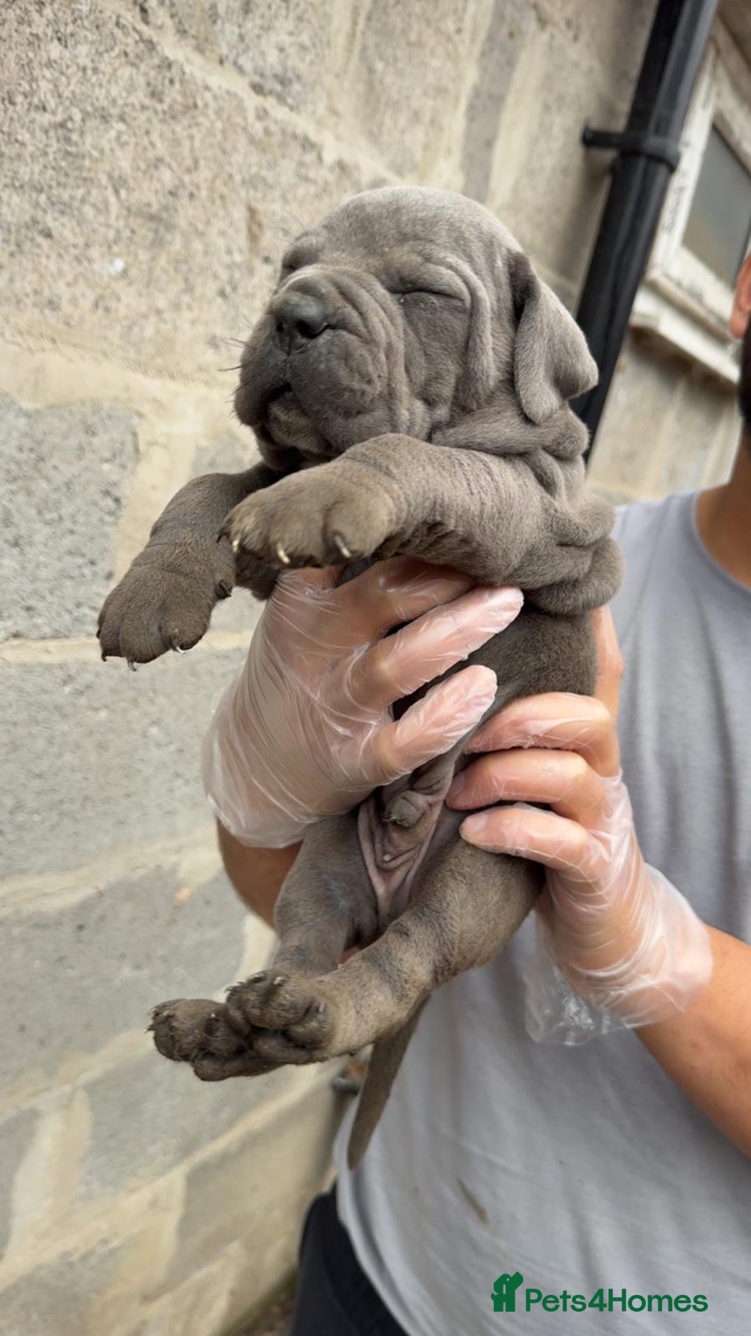 Cane Corso dogs for sale: Top Quality Purebred 8 Blue Cane Corso Puppies  - Advert 11