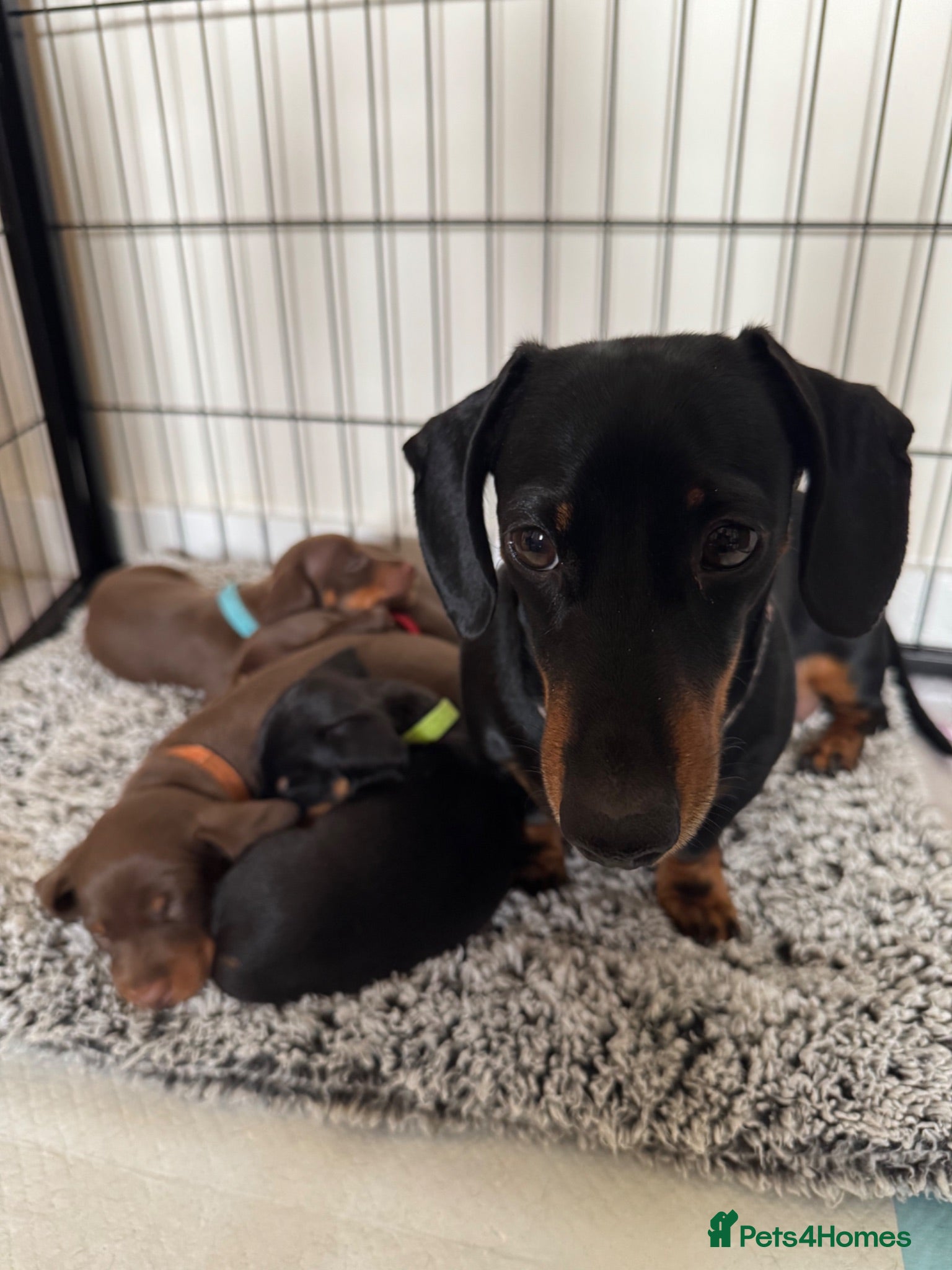 Miniature Dachshund dogs Beautiful Miniature Dachshund Puppies - Advert 3