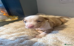 Mixed Breed dogs for sale: 7 Gorgeous Lurcher x Pocket Bully Pups  - Advert 10