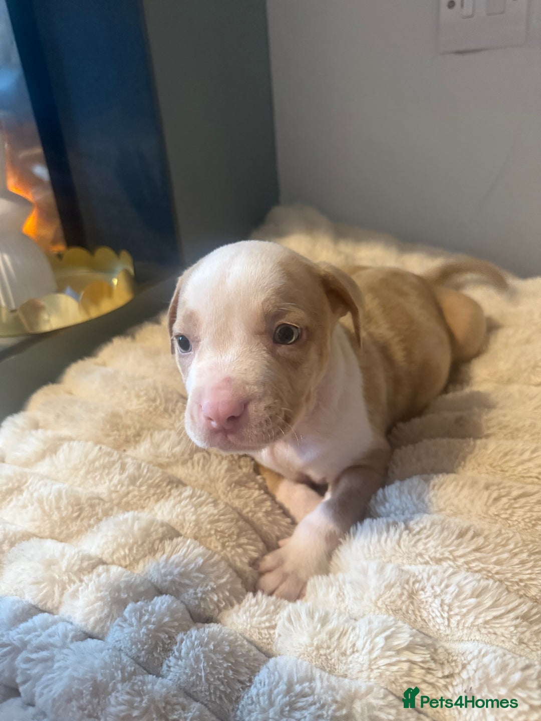 Mixed Breed dogs for sale: 7 Gorgeous Lurcher x Pocket Bully Pups  - Advert 10