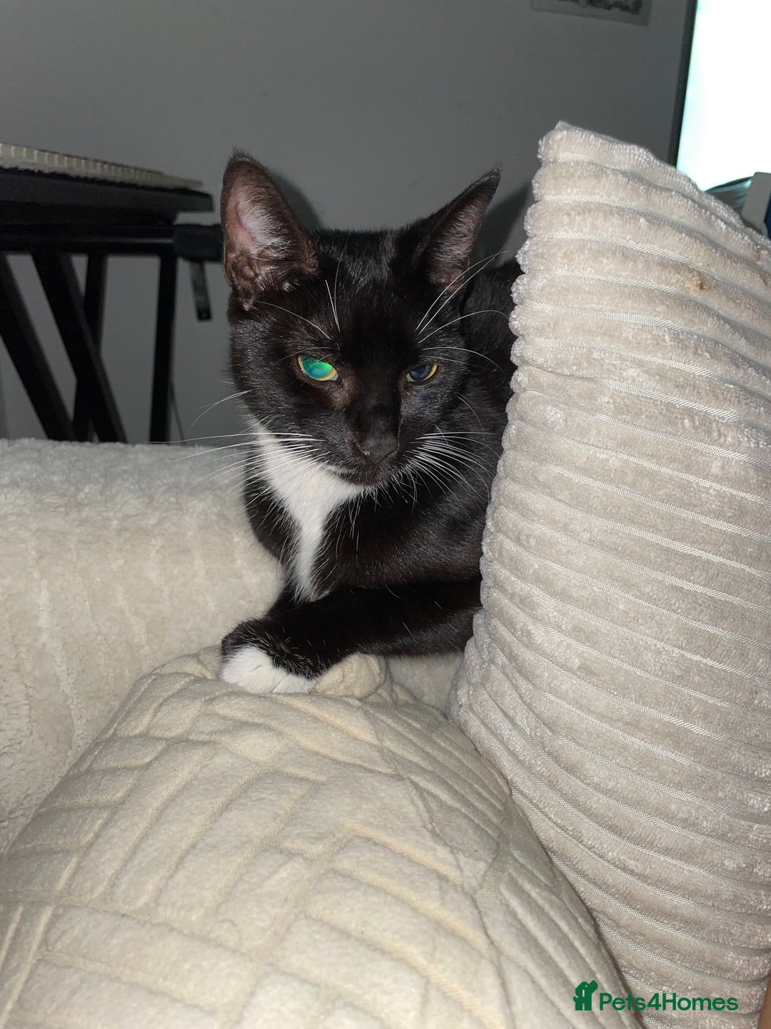 Maine Coon cats for sale: Main coon / Bombay kitty  - Image 6