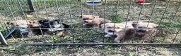 Norfolk Terrier dogs for sale: Norfolk terrier pups - Advert 1