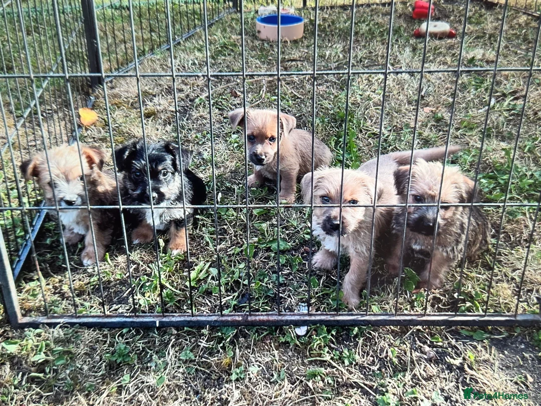 Norfolk Terrier dogs for sale: Norfolk terrier pups - Advert 1