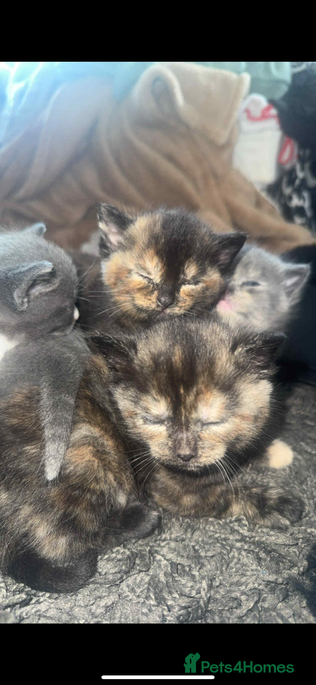 Mixed Breed cats for sale: Kittens  - Image 5