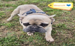 French Bulldog dogs for adoption: 💙 BISCUIT -sweet  11 months boy(neutered)💙 - Image 12