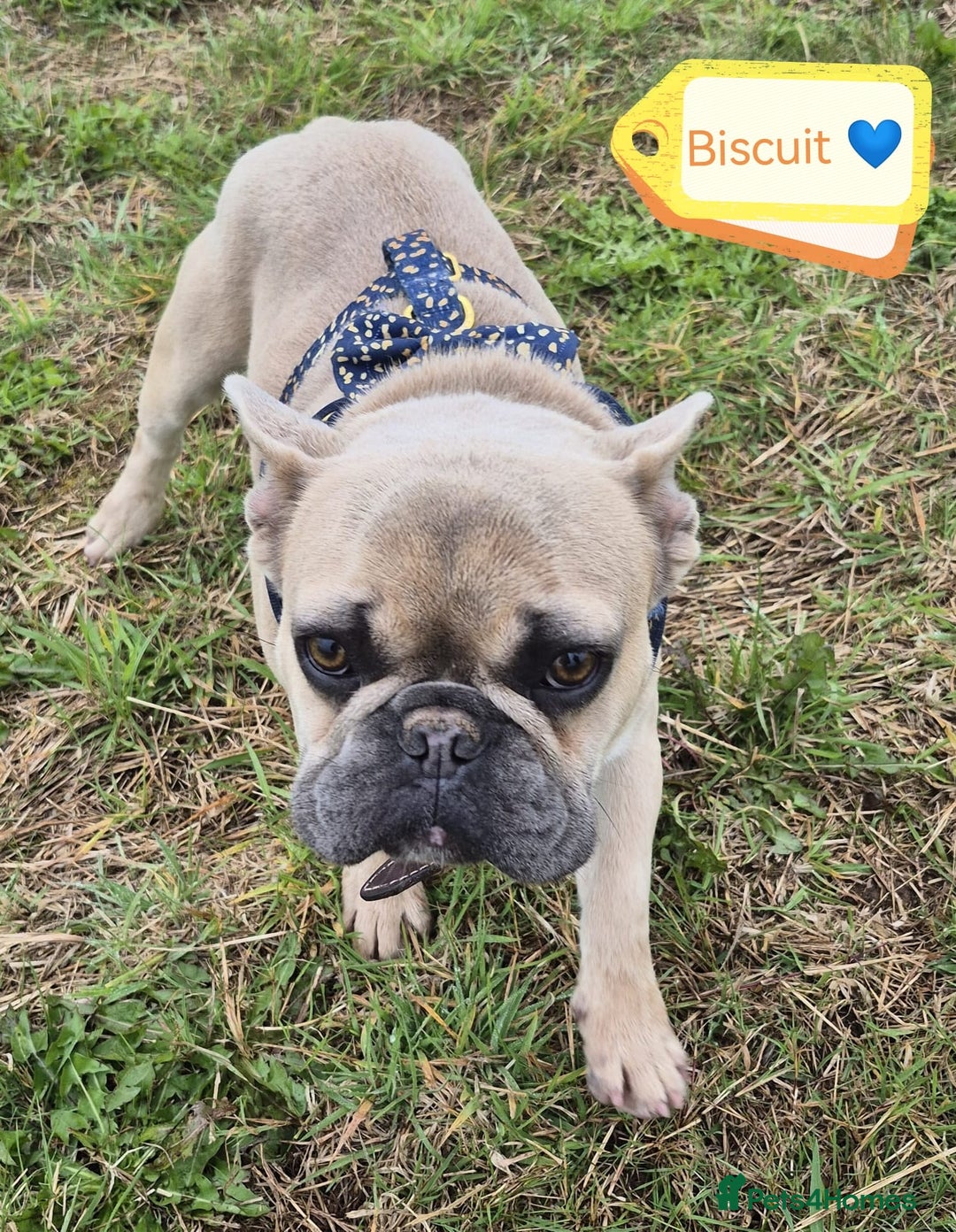 French Bulldog dogs for adoption: 💙 BISCUIT -sweet  11 months boy(neutered)💙 - Image 12