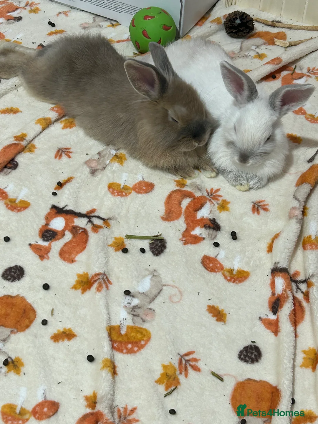 Lionhead rabbits for sale: 2 male rabbits to go separately  - Advert 1