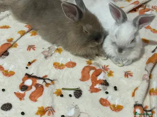 Lionhead rabbits 2 male rabbits to go separately - Advert 1