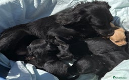 Cocker Spaniel dogs for sale: Beautiful cocker spaniels puppies for sale - Image 12