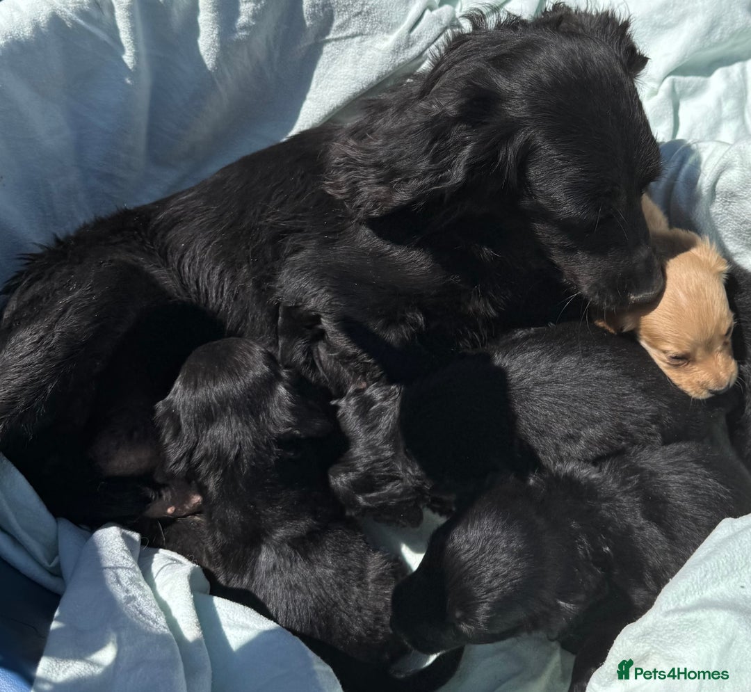 Cocker Spaniel dogs for sale: Beautiful cocker spaniels puppies for sale - Image 12