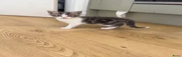 British Longhair cats for sale: Long haired kittens  - Advert 5