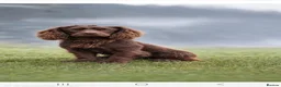 Cocker Spaniel dogs for sale: KC FTCH bloodlines cocker spaniels - Advert 4