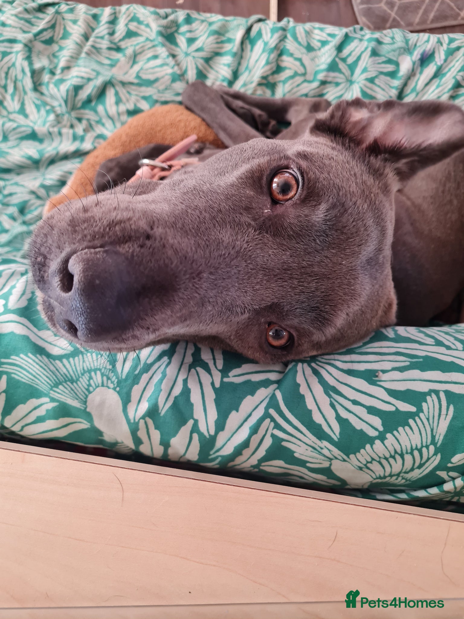 Mixed Breed dogs 2 year old Bullgreyhound Lurcher - Advert 4