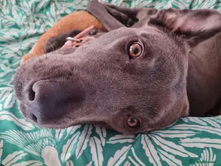 Mixed Breed dogs 2 year old Bullgreyhound Lurcher - Advert 1