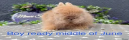 Lionhead rabbits for sale: Gorgeous purebred lionheads ready now  - Advert 2