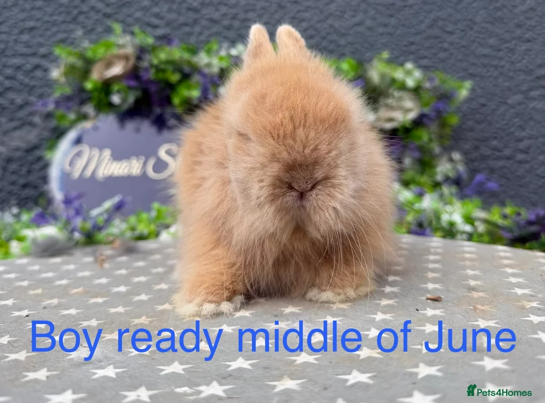 Lionhead rabbits for sale: Gorgeous purebred lionheads ready now  - Advert 2