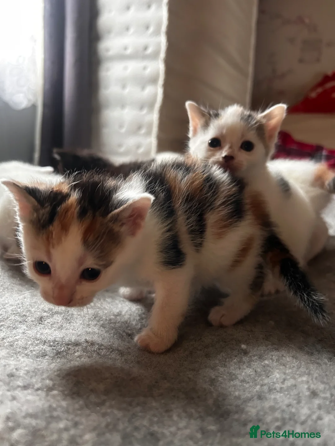British Shorthair cats for sale: Friendly kittens looking for a good home  - Advert 8