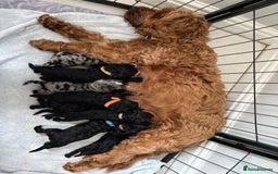 Cockapoo dogs for sale: Cockapoos  - Image 2