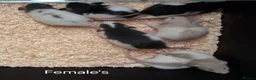 Rat rodents for sale: Baby Dumbo Rat's  - Advert 3