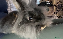 Mixed Breed rabbits for sale: 6 fluffy bunnies in Goole - Image 7