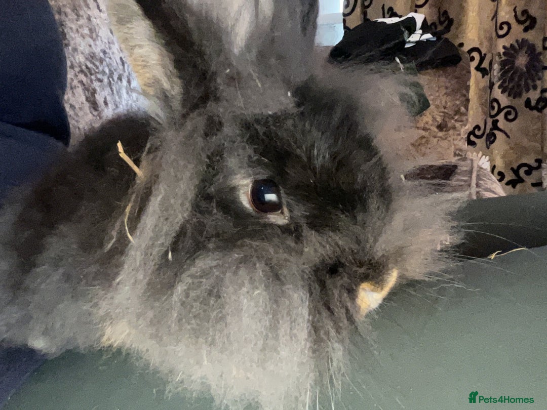 Mixed Breed rabbits for sale: 6 fluffy bunnies in Goole - Image 7