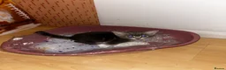 Domestic Shorthair cats for sale: 4 gorgeous male kittens 8weeks - Advert 27