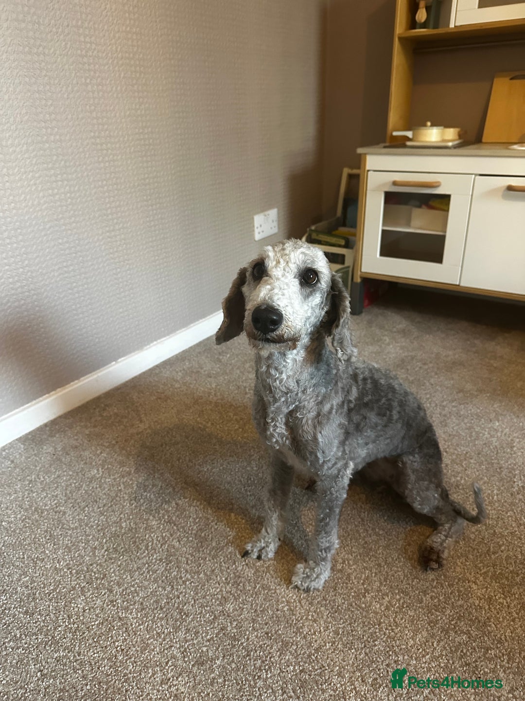 Bedlington Terrier dogs for sale: 5 pure breed bedlingtons for sale KC in Chesterfield - Image 2