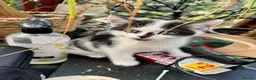 British Shorthair cats for sale: British Shorthair kittens - Advert 15