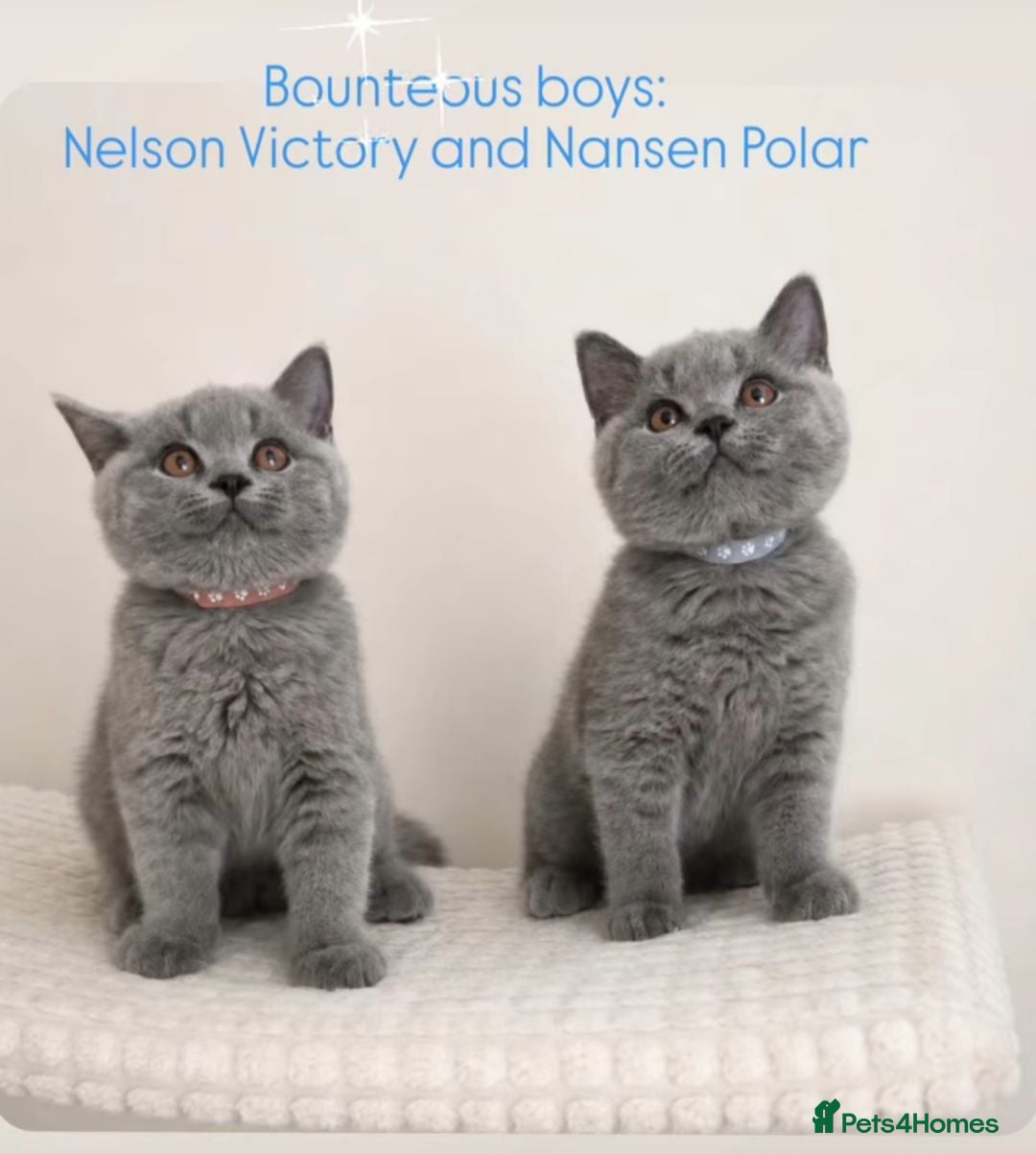 British Shorthair cats ✨Carefully Bred. Deeply Loved - Advert 2