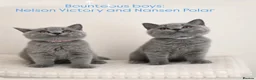 British Shorthair cats for sale: ✨Carefully Bred. Deeply Loved - Advert 2