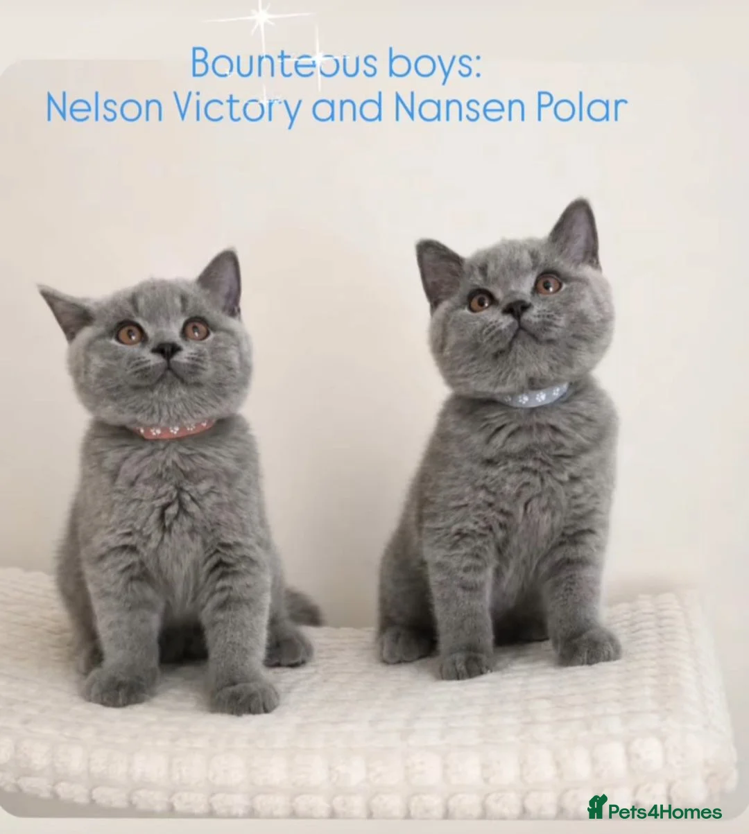 British Shorthair cats for sale: ✨Carefully Bred. Deeply Loved - Advert 2