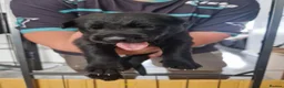 German Shepherd dogs for sale: Beautiful german shepherd puppies for sale  - Advert 6
