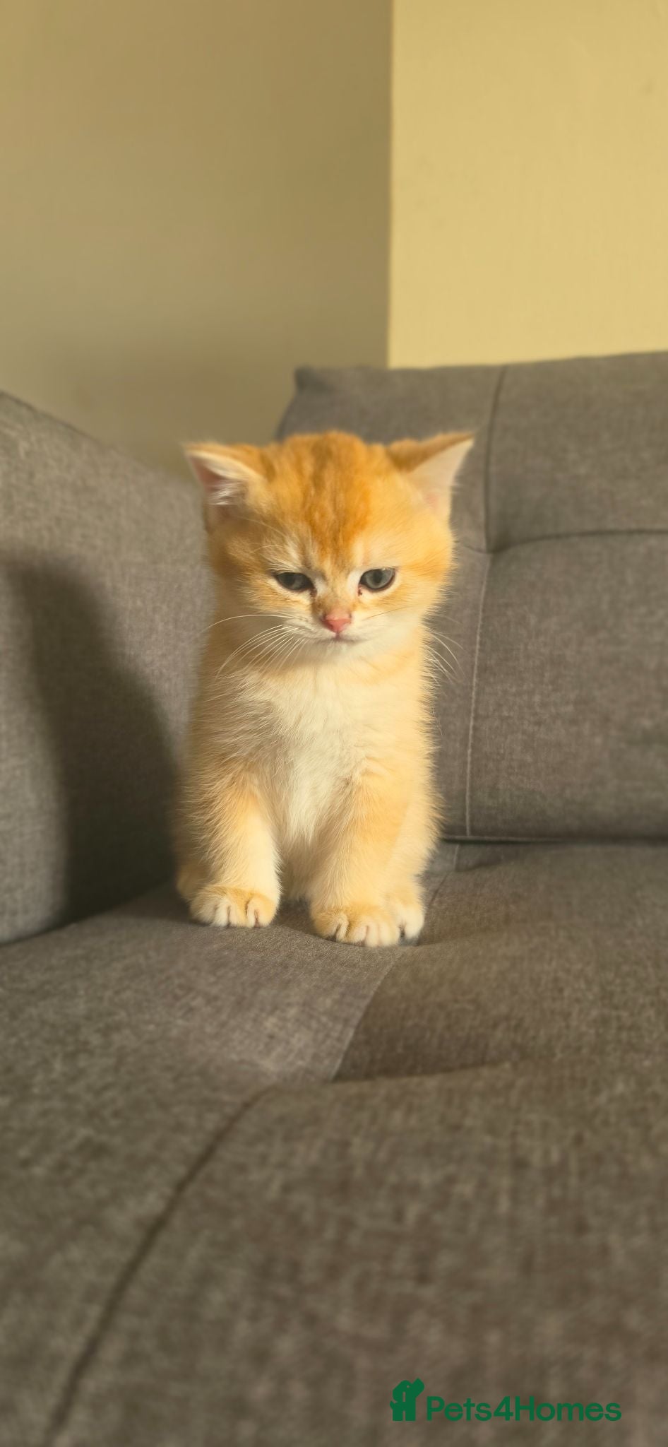 British Shorthair cats ✨GOLDEN SHIMMER BRITISH SHORTHAIR KITTENS ✨  - Advert 2
