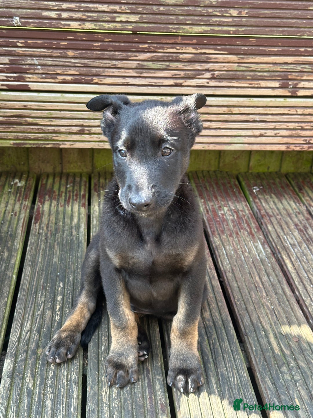 Belgian Shepherd Dog dogs for sale: Dutch herder puppies  - Image 5