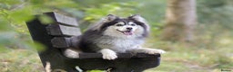 Pomsky dogs for stud: F2 Rare Blue/White Pomsky Proven Stud-US Import in Leeds - Advert 10