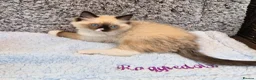 Ragdoll cats for sale: GCCF Registered kittens Ready now - Advert 5