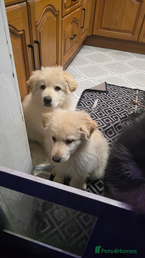 German Shepherd dogs Offers welcome READY TO LEAVE 2 LITTLE GSD GIRLS - Advert 1