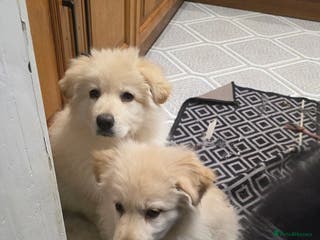 German Shepherd dogs Offers welcome READY TO LEAVE 1 LITTLE GSD GIRLS - Advert 1