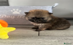 Pomeranian dogs for sale: KC registered Pomeranian puppies - Image 8