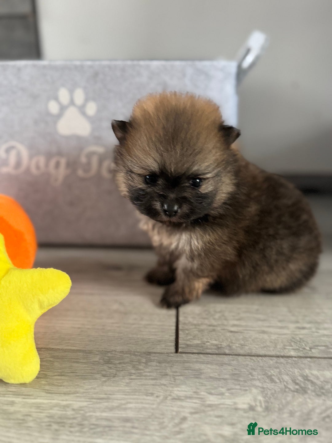 Pomeranian dogs for sale: KC registered Pomeranian puppies - Image 8
