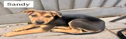 Mixed Breed dogs for sale:  Stunning Rottweiler × German Shepherd Puppies - Advert 24