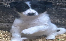 Border Collie dogs for sale: Border Collie Puppies  - Image 2
