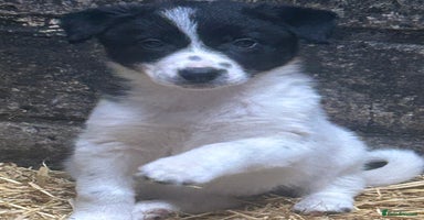 Border Collie dogs - Advert 6