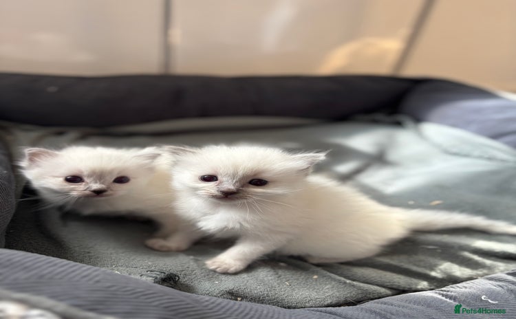 Ragdoll cats - Advert 12