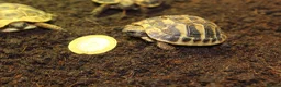 Hermann Tortoise reptiles for sale: Baby Hermanns Hatchlings & Set Ups!! - Advert 5