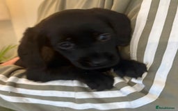 Cockerdor dogs for sale: Beautiful cockerdor puppies - Image 5